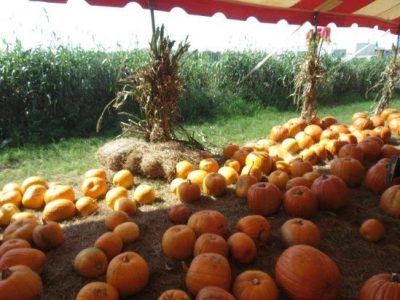 pumpkin patch