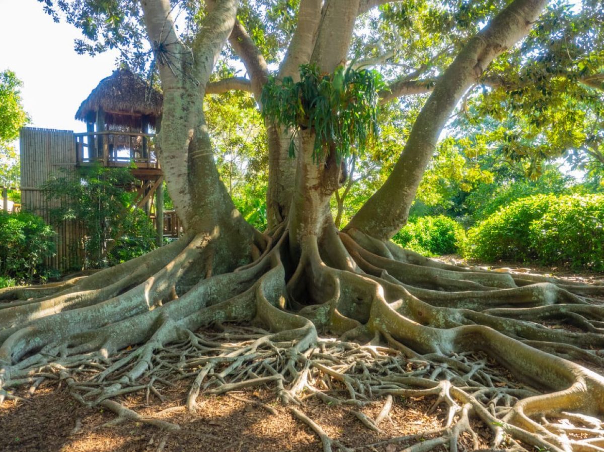 Marie Selby Botanical Gardens