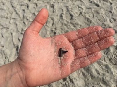 shark tooth