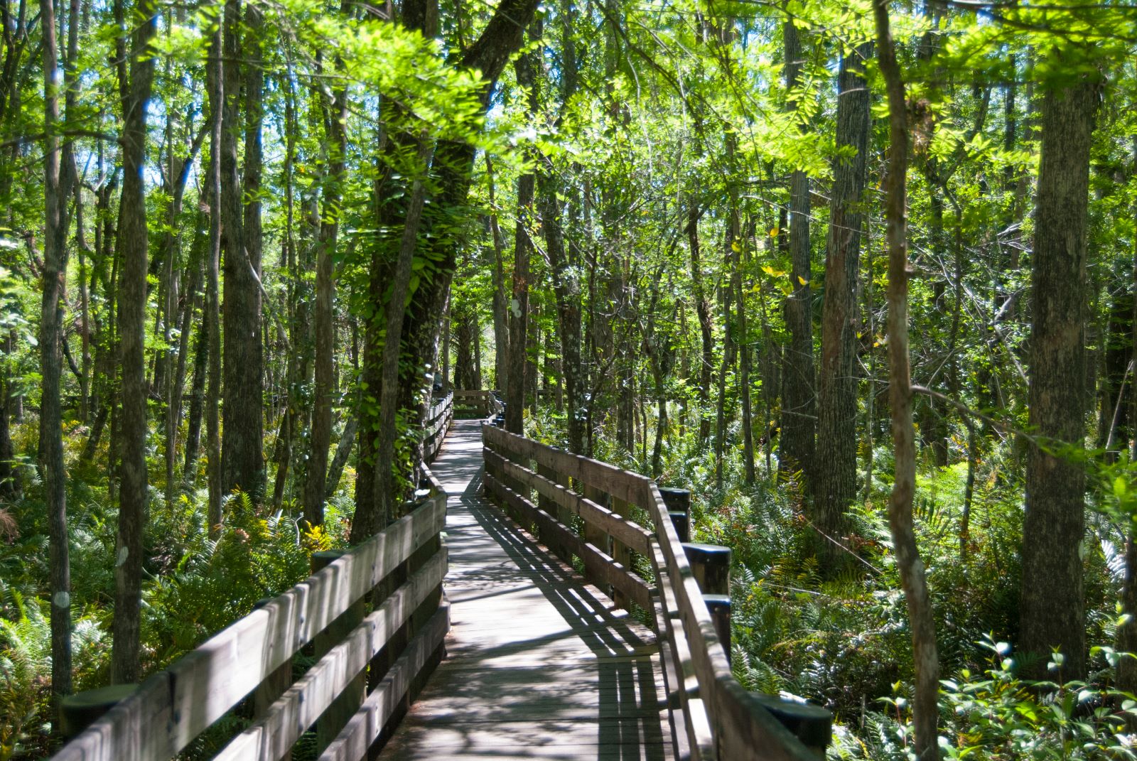 six mile cypress preserve trail/dock